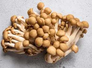 Bunashimeji Mushrooms